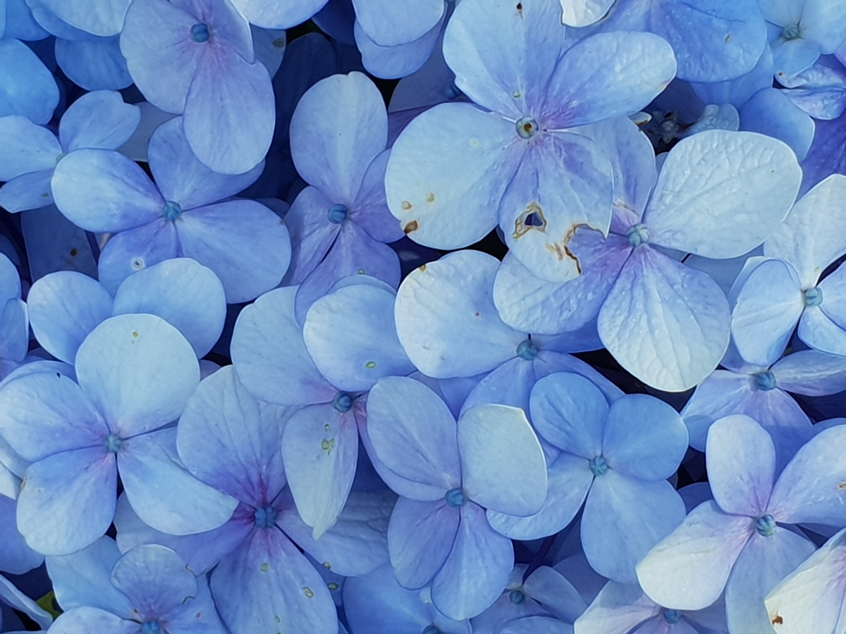 flowers that are blue