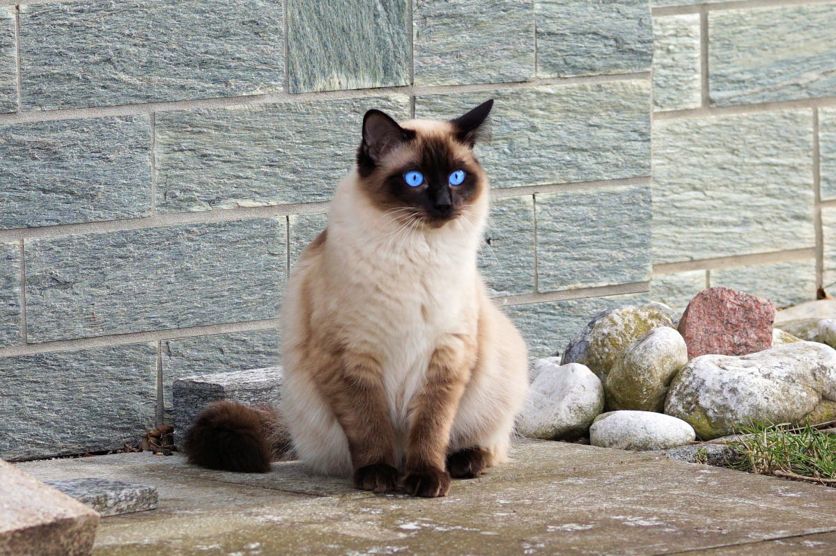 fluggy siamese cat with blue eyes
