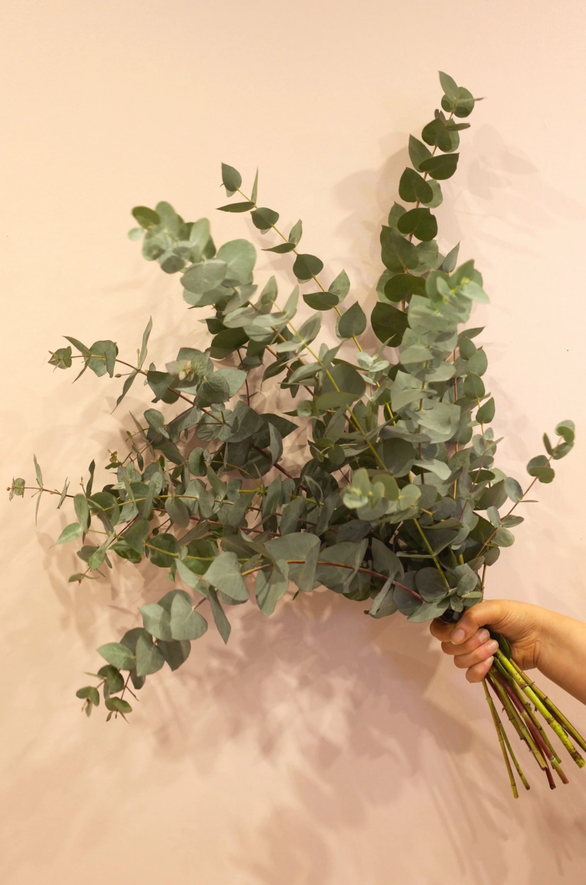 fresh eucalyptus branches in bouquet form