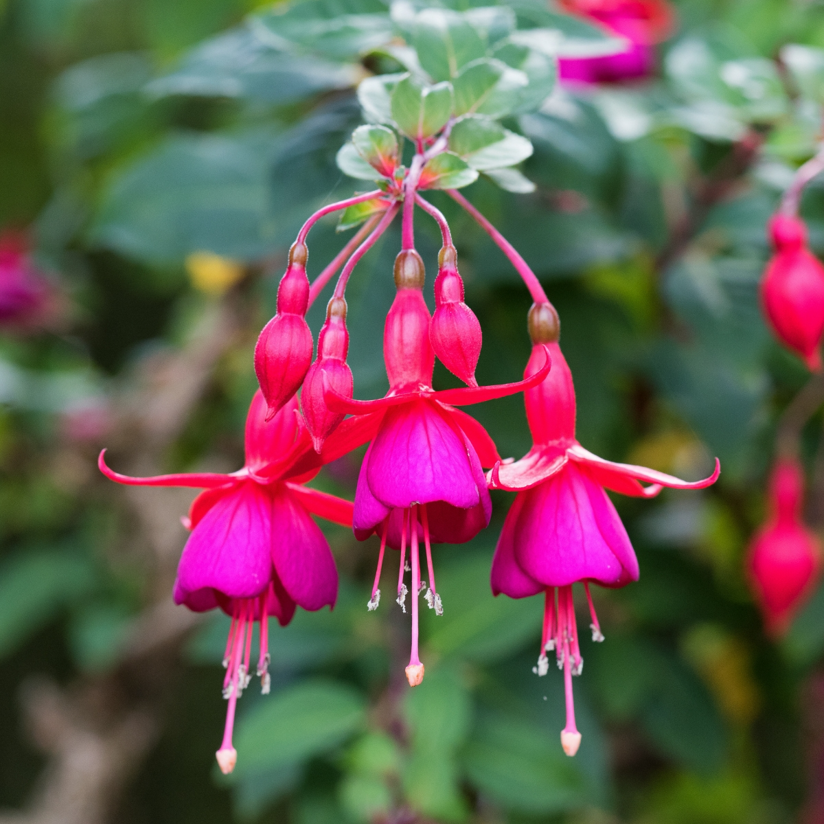 fuchsia flower in pink and purple