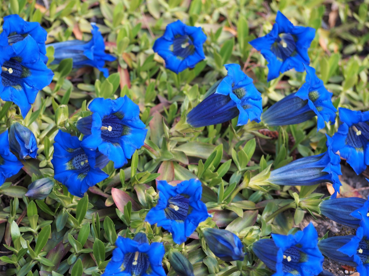 gentiana types of blue flowers