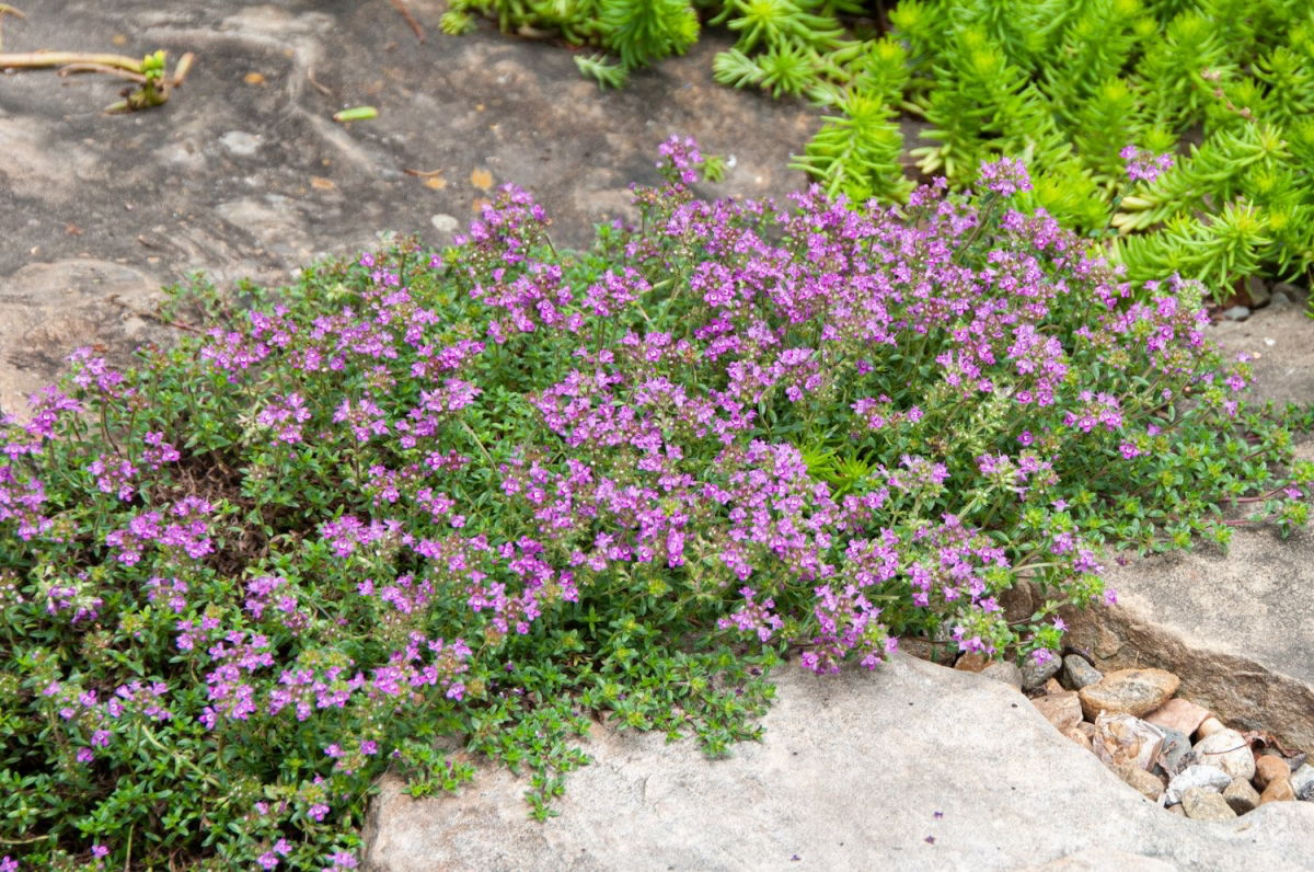 growing creeping thyme from seed