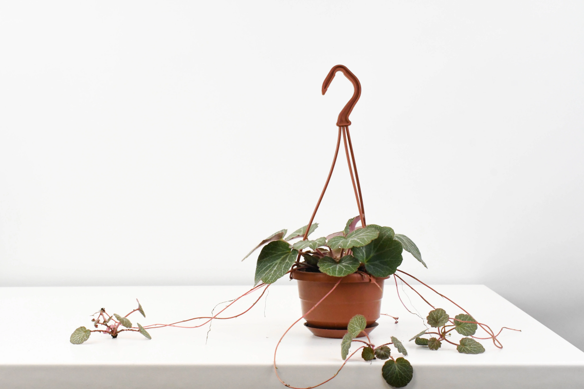 hanging basket weeping begonia.jpg