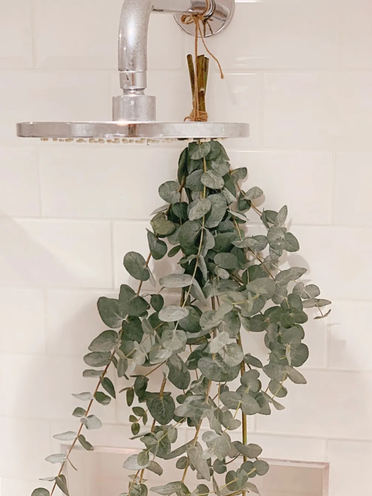 hanging eucalyptus in the shower