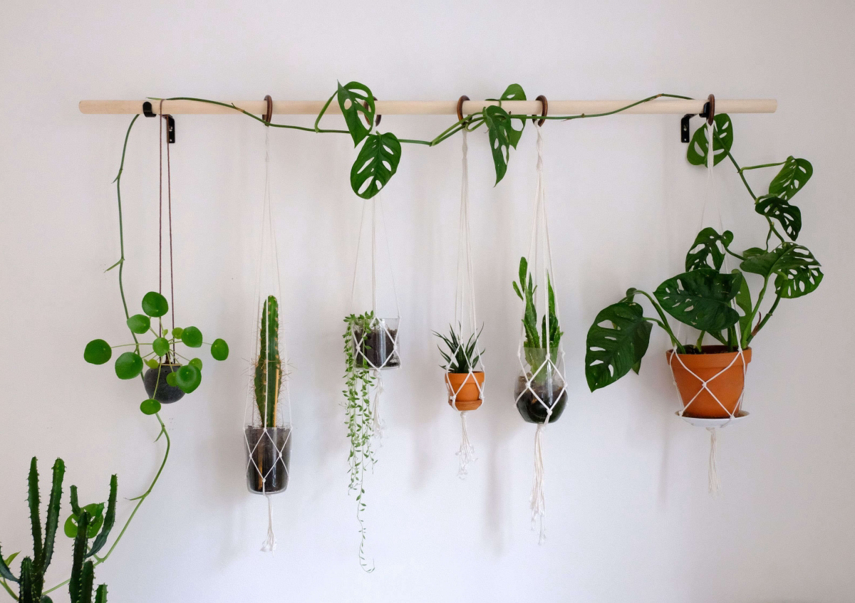 hanging plant on the wall