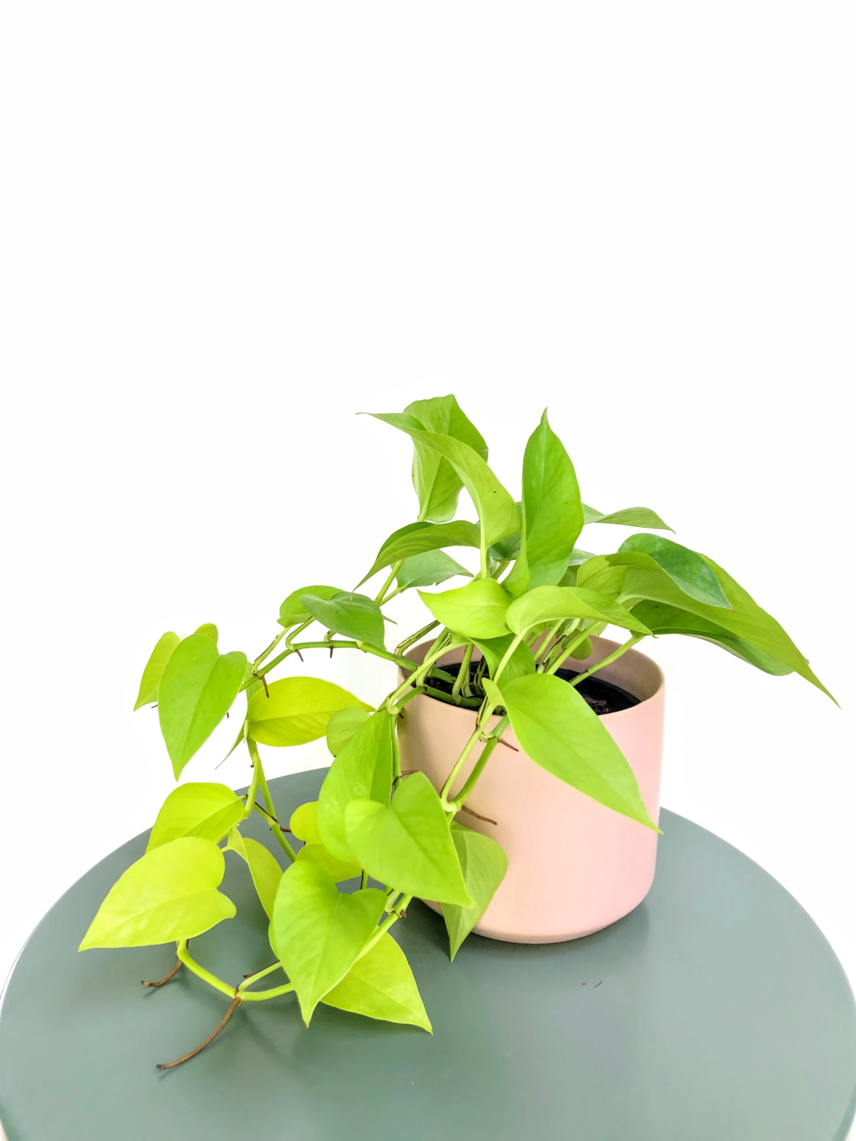 how often to water neon pothos.jpg