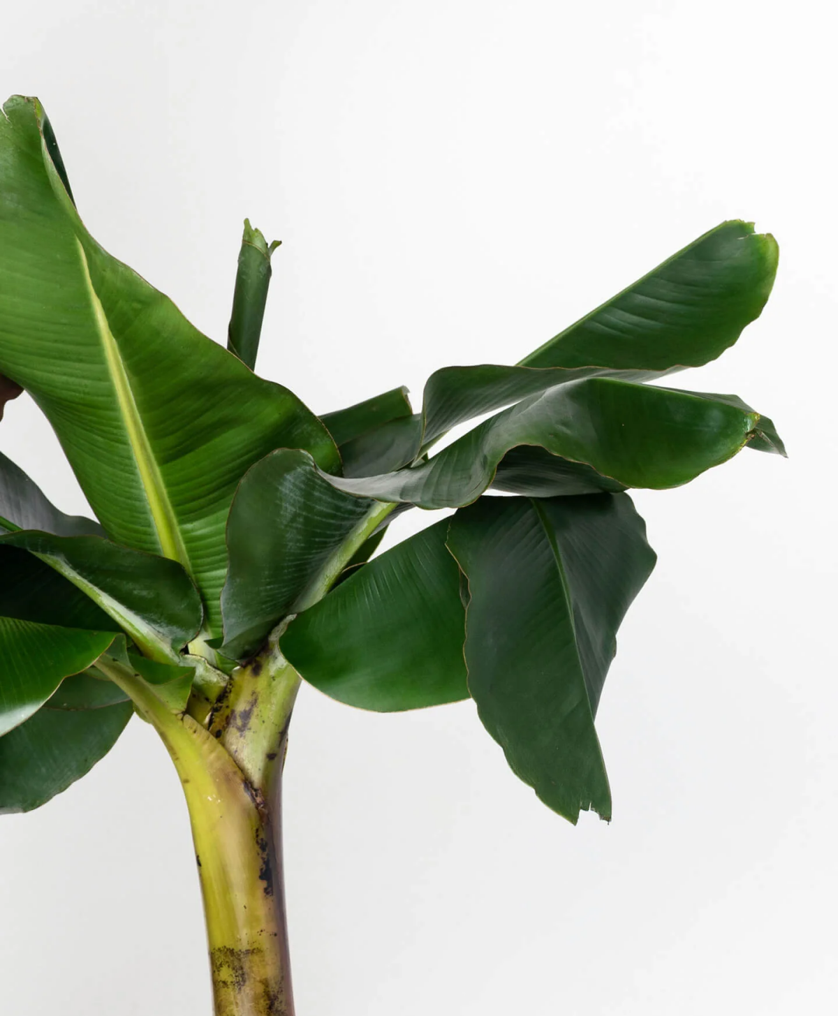 how to care for a banana tree.jpg