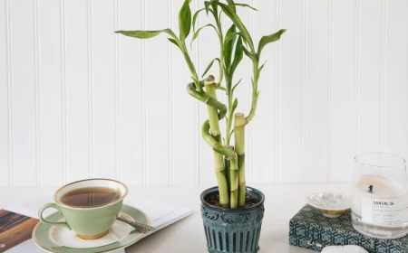 how to care for a lucky bamboo plant