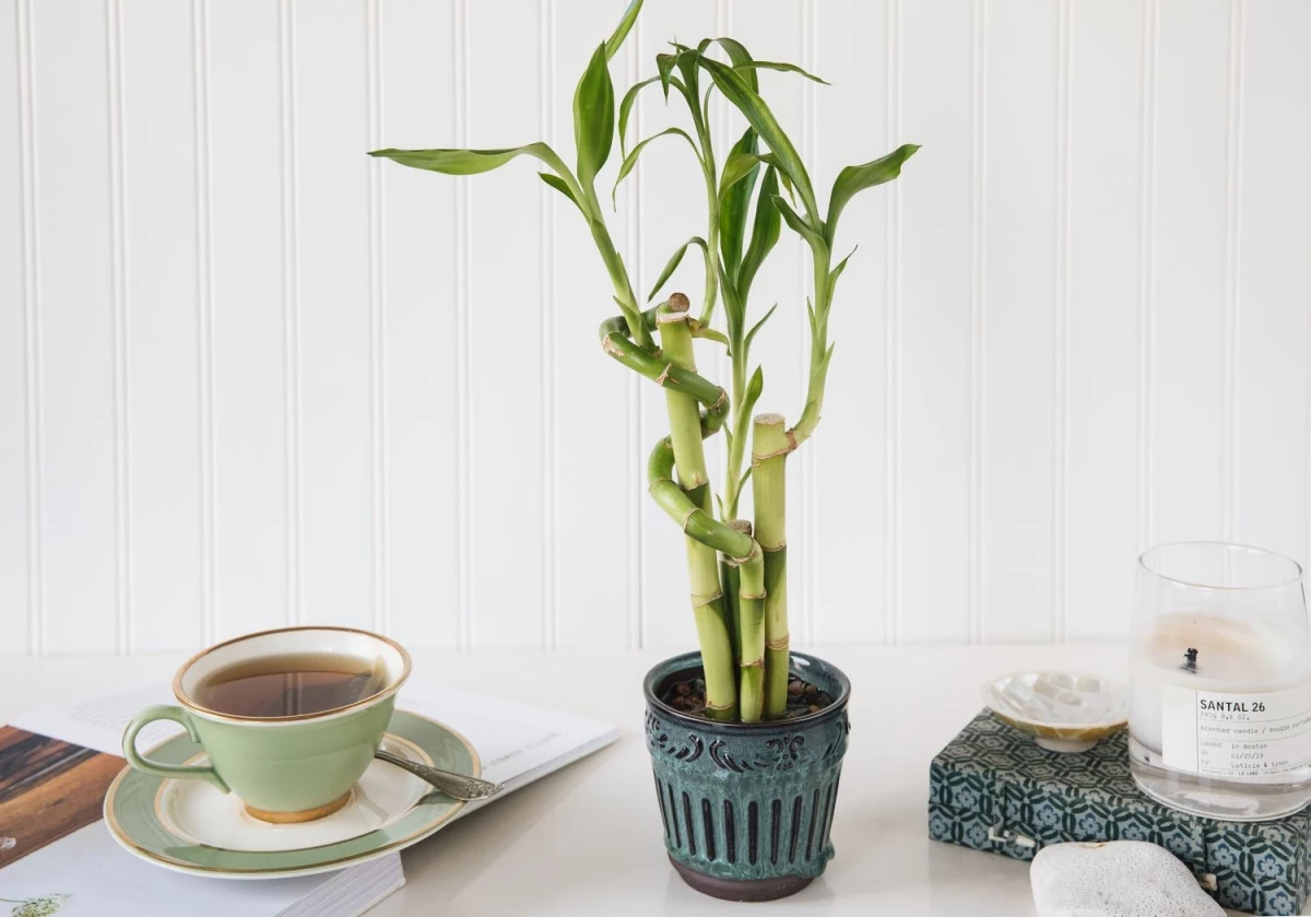 how to care for a lucky bamboo plant