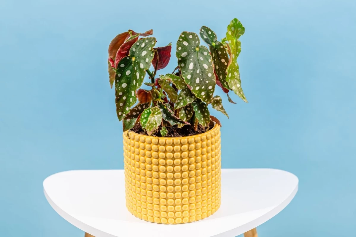 how to care for a polka dot begonia