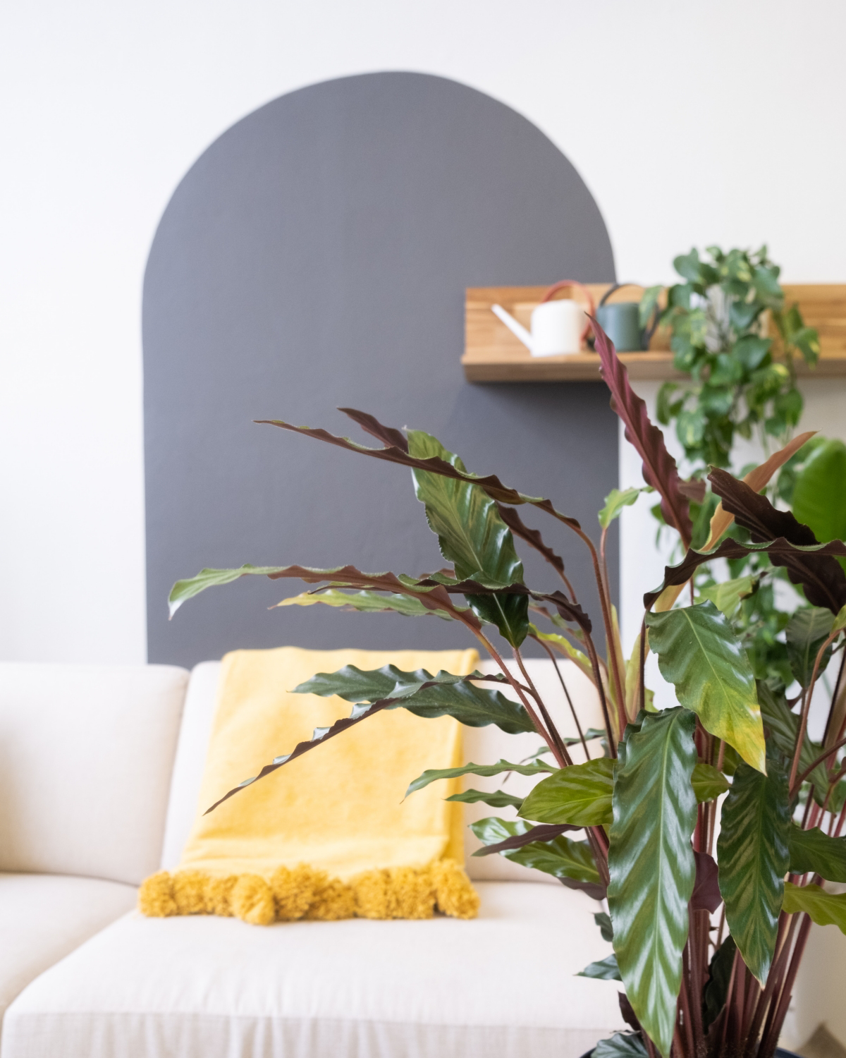 how to care for calathea article