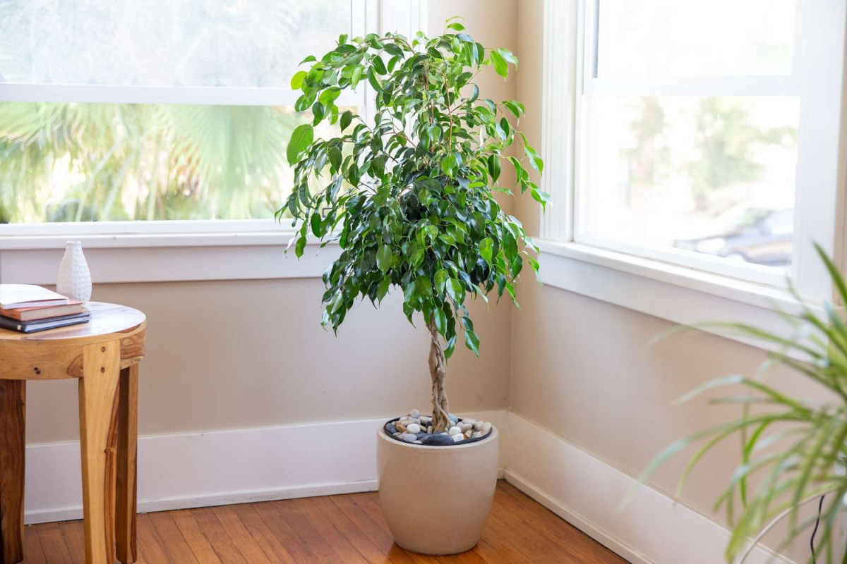 how to care for ficus tree