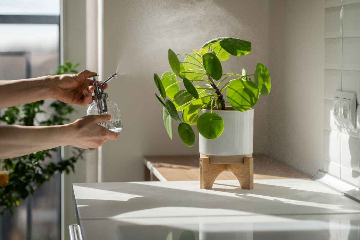 how to care for money plant