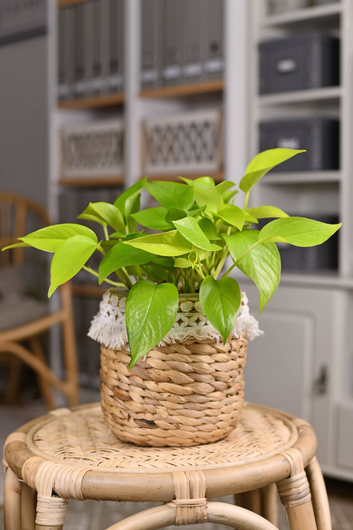 how to care for neon pothos