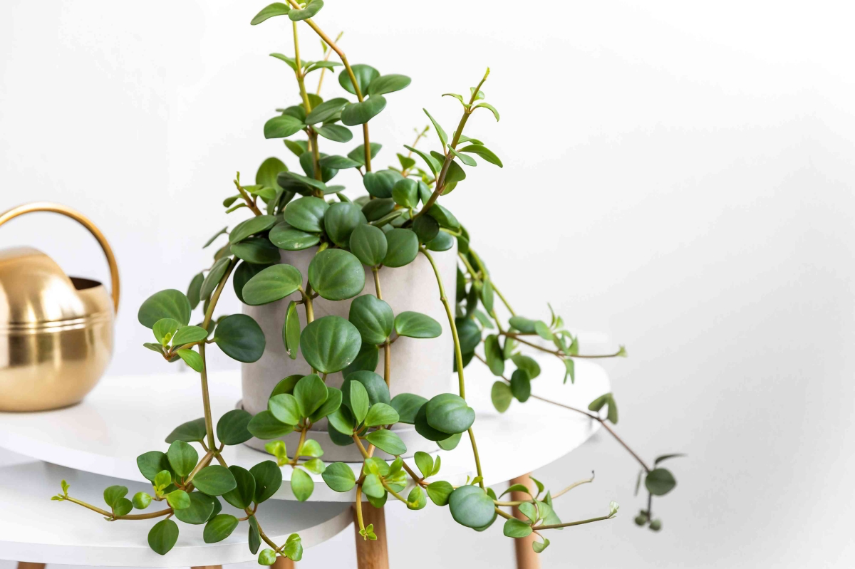 how to care for peperomia