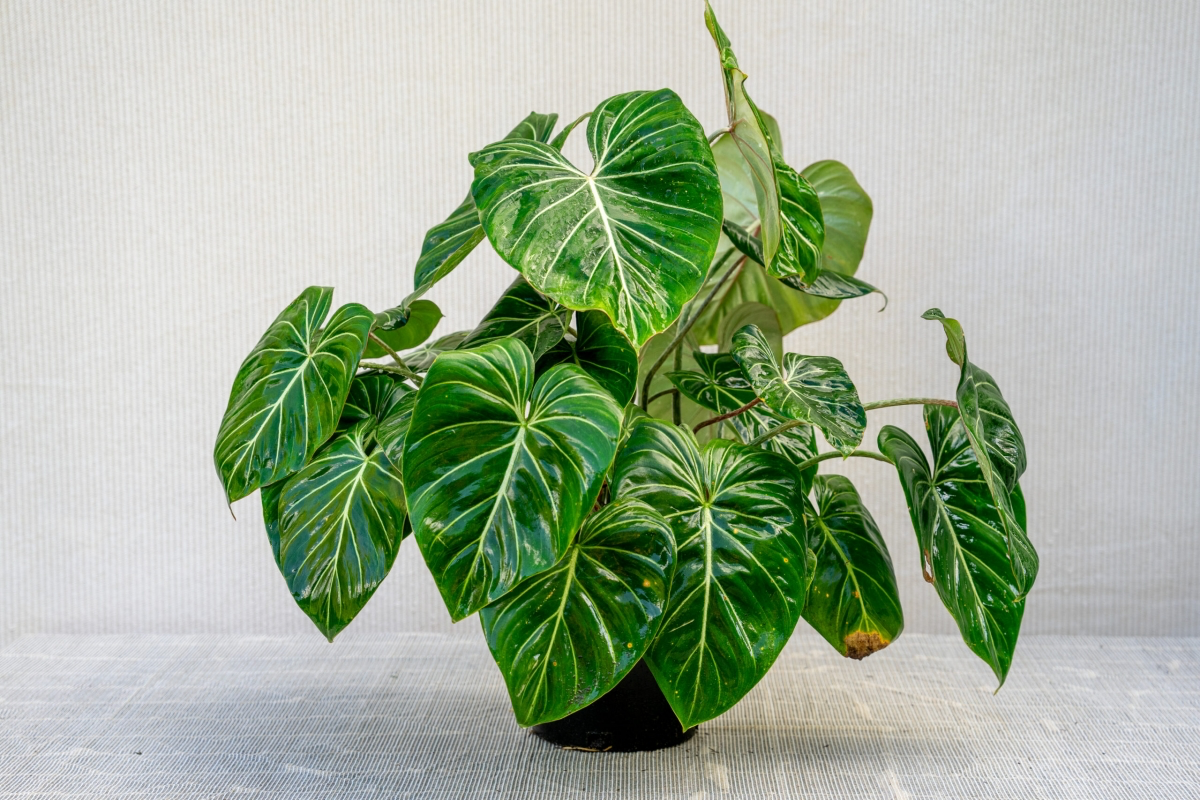 how to care for philodendron gloriosum