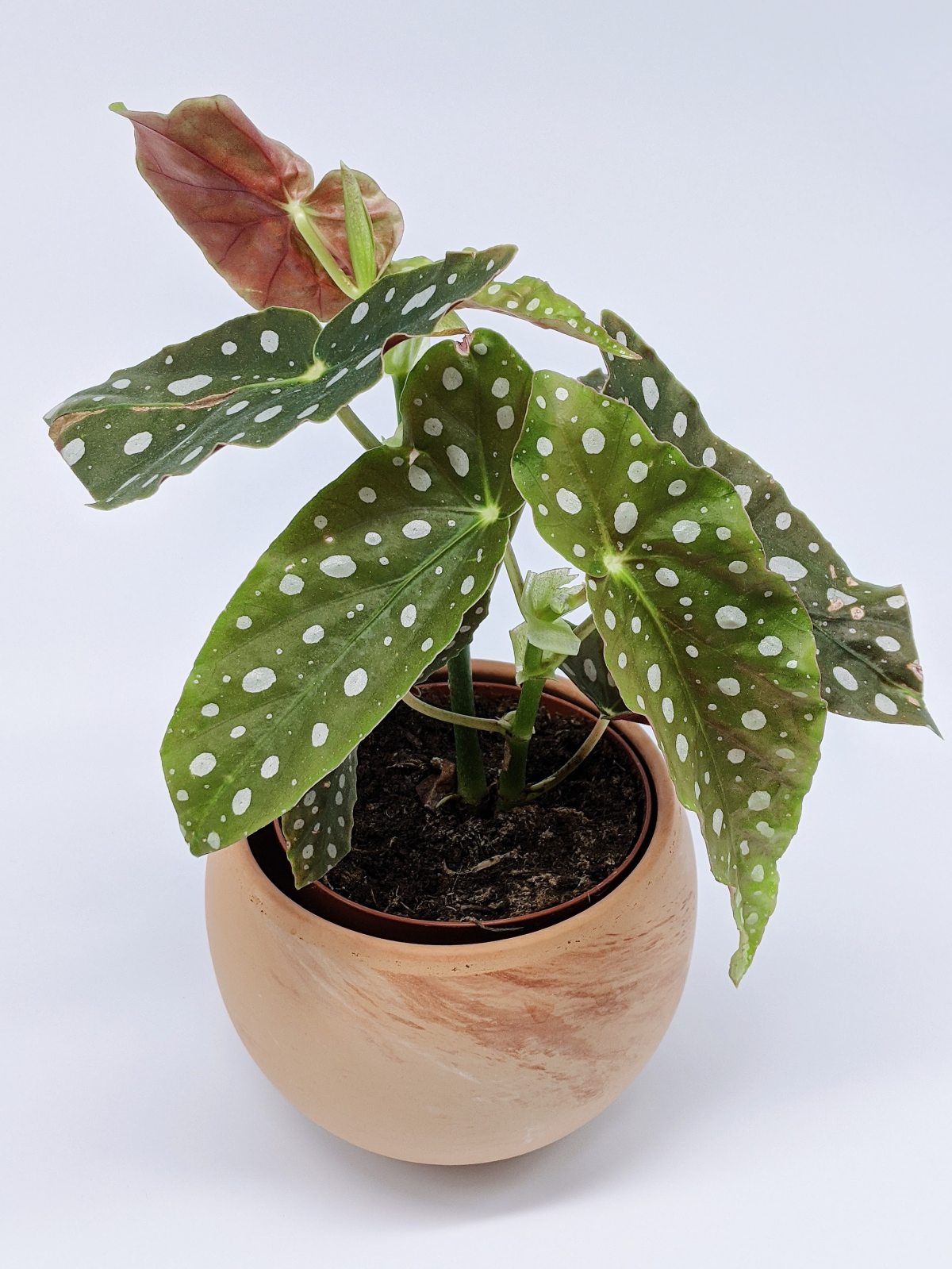 how to care for polka dot begonia