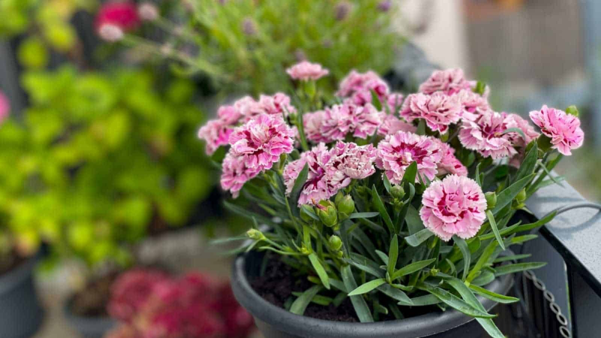 how to grow carnations