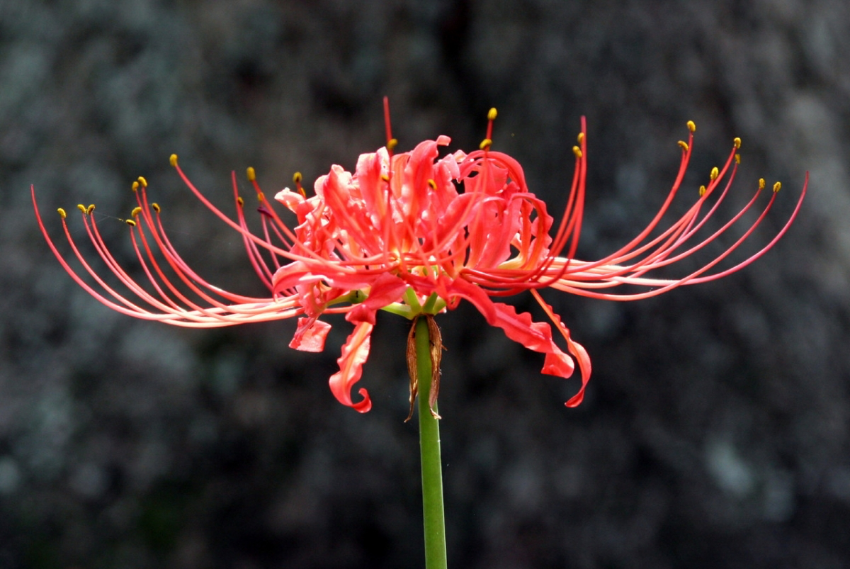 how to grow red spider lily