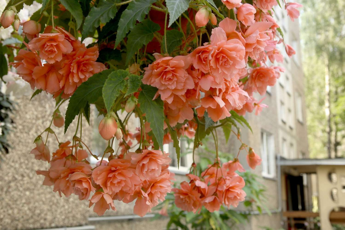 how to grow weeping begonia
