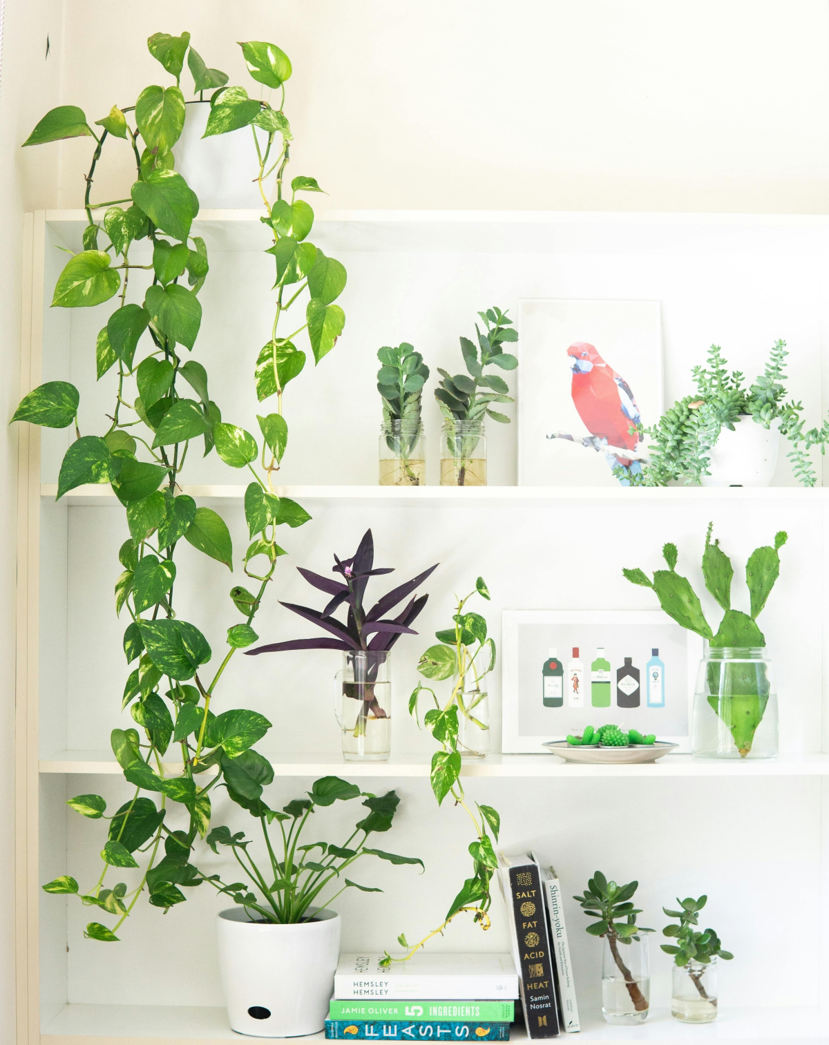 how to hang plants on wall
