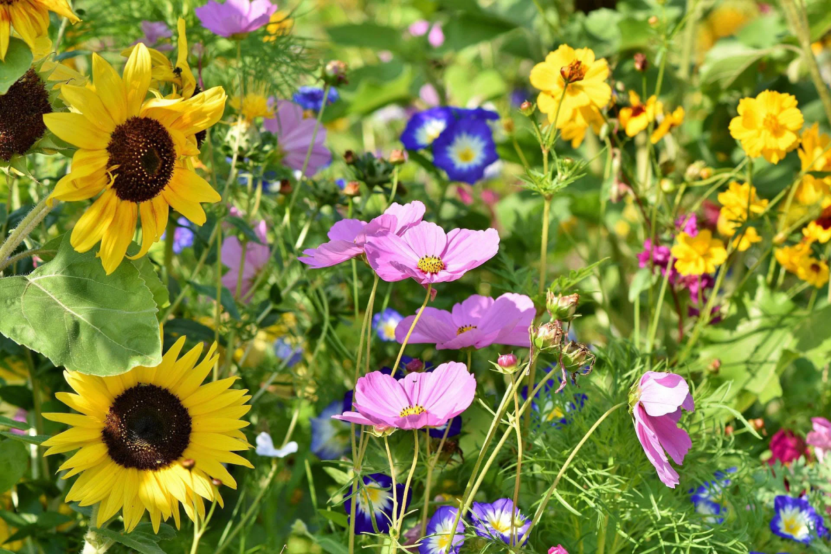 how to make a wildflower lawn