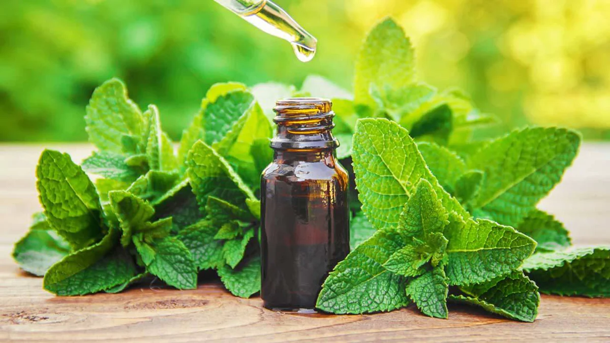 how to make peppermint oil peppermint and essential oil dropper
