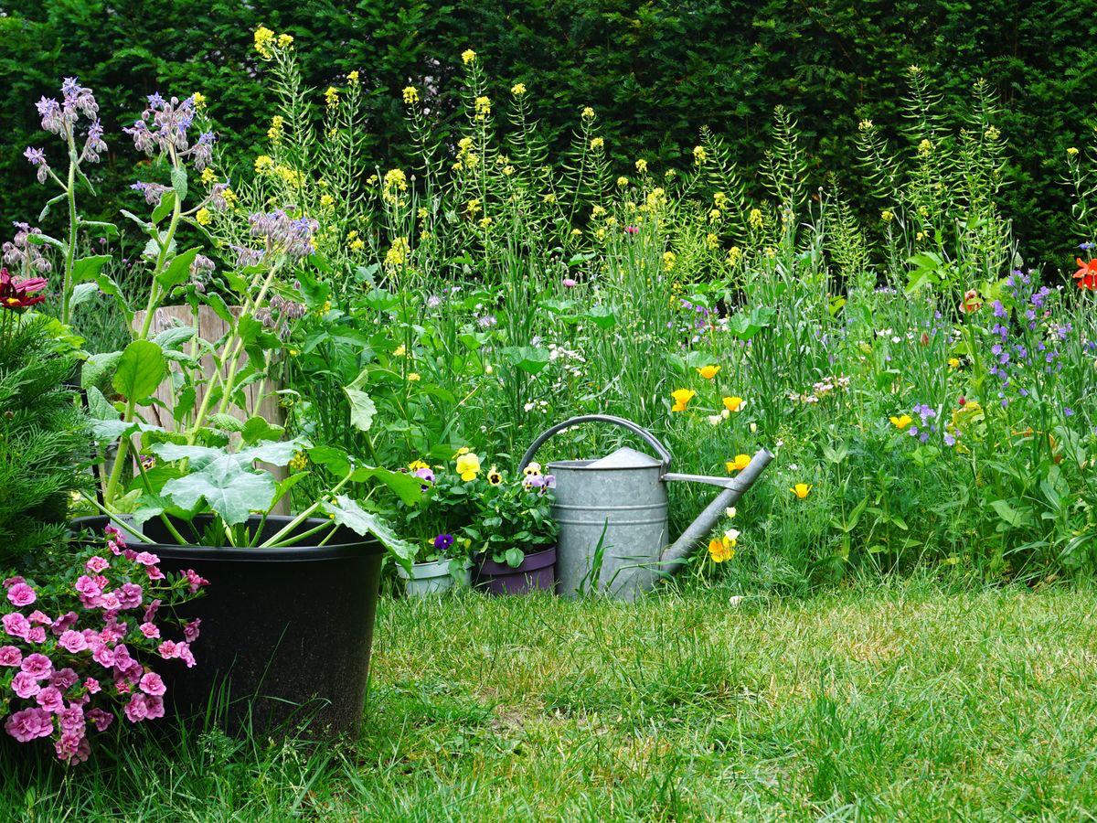 how to plant a wildflower lawn
