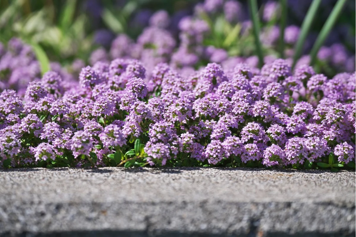 how to plant creeping thyme seeds.jpg