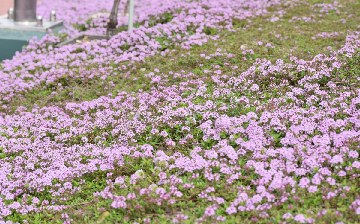 how to plant creeping thyme