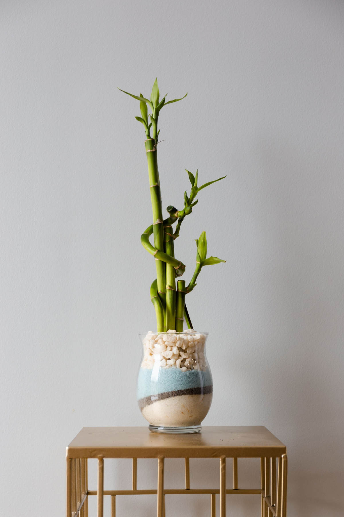 how to plant lucky bamboo in soil