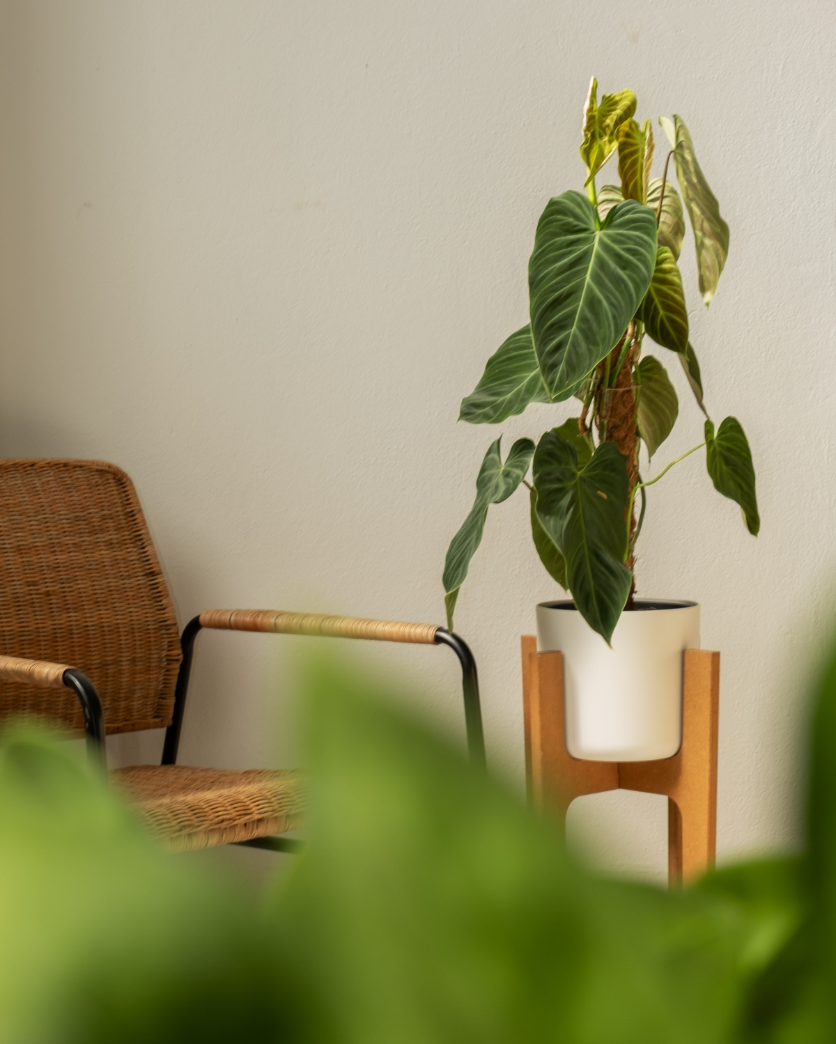 how to plant philodendron gloriosum