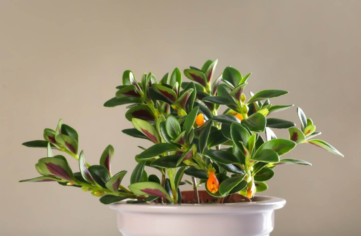 how to propagate goldfish plant