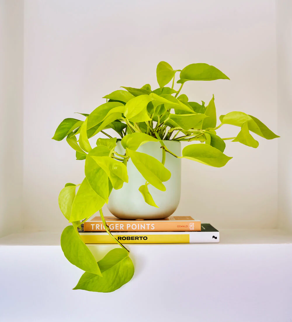 how to propagate neon pothos.jpg