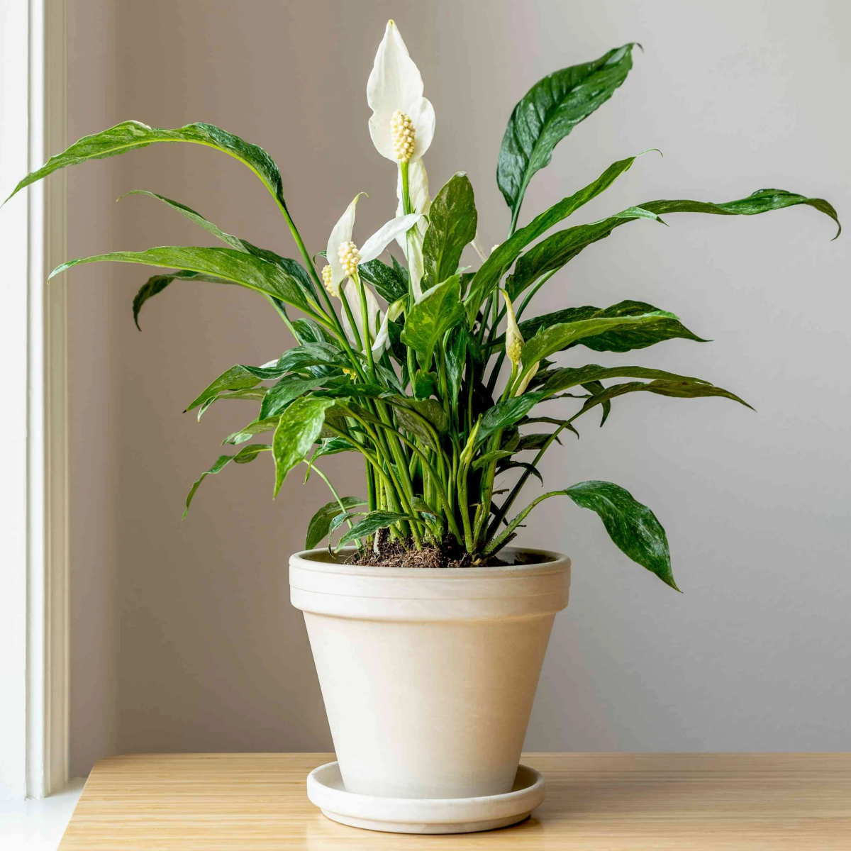 how to propagate peace lily.jpg