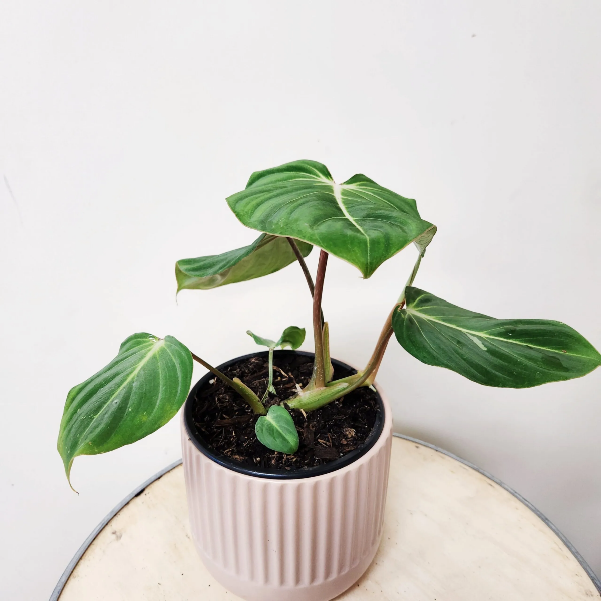 how to propagate philodendron gloriosum.jpg