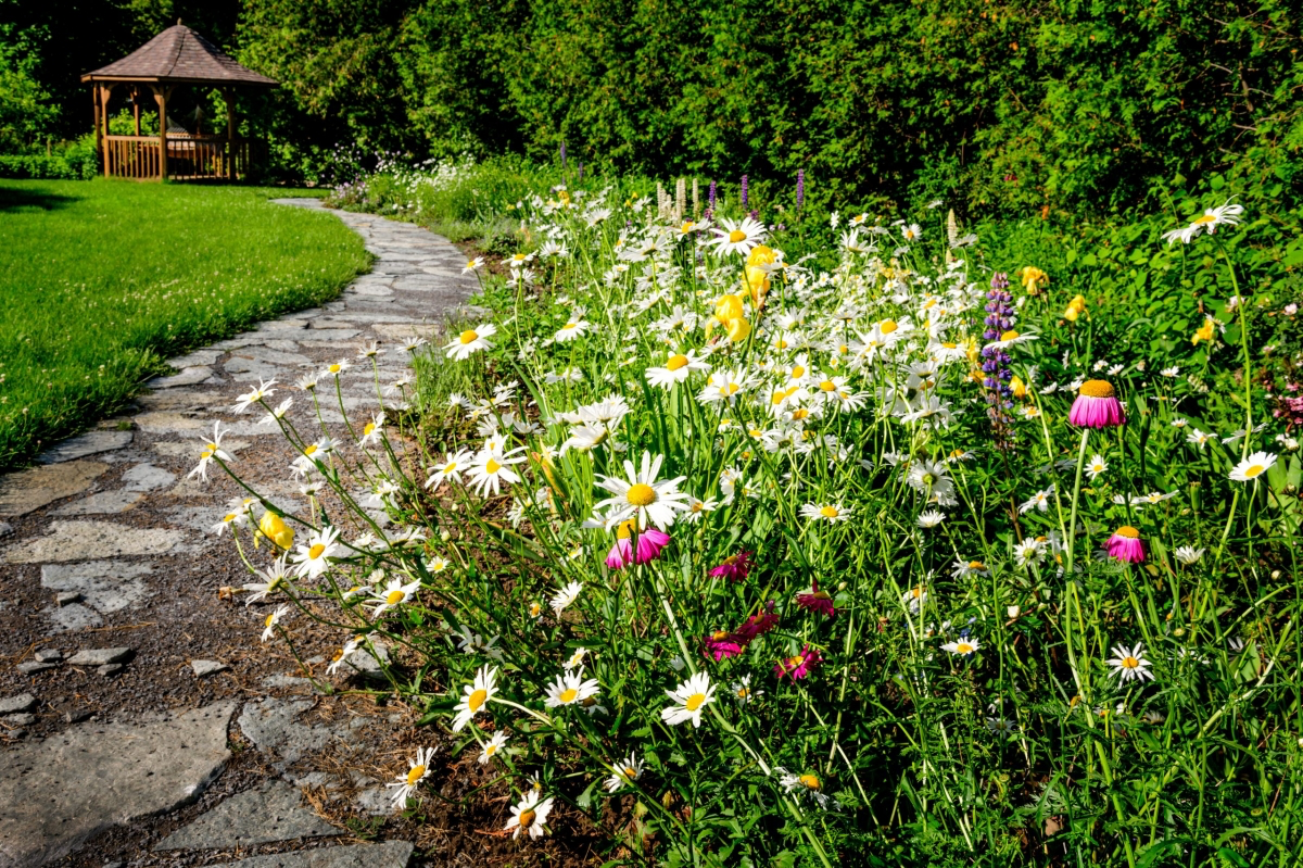how to start a wildflower lawn