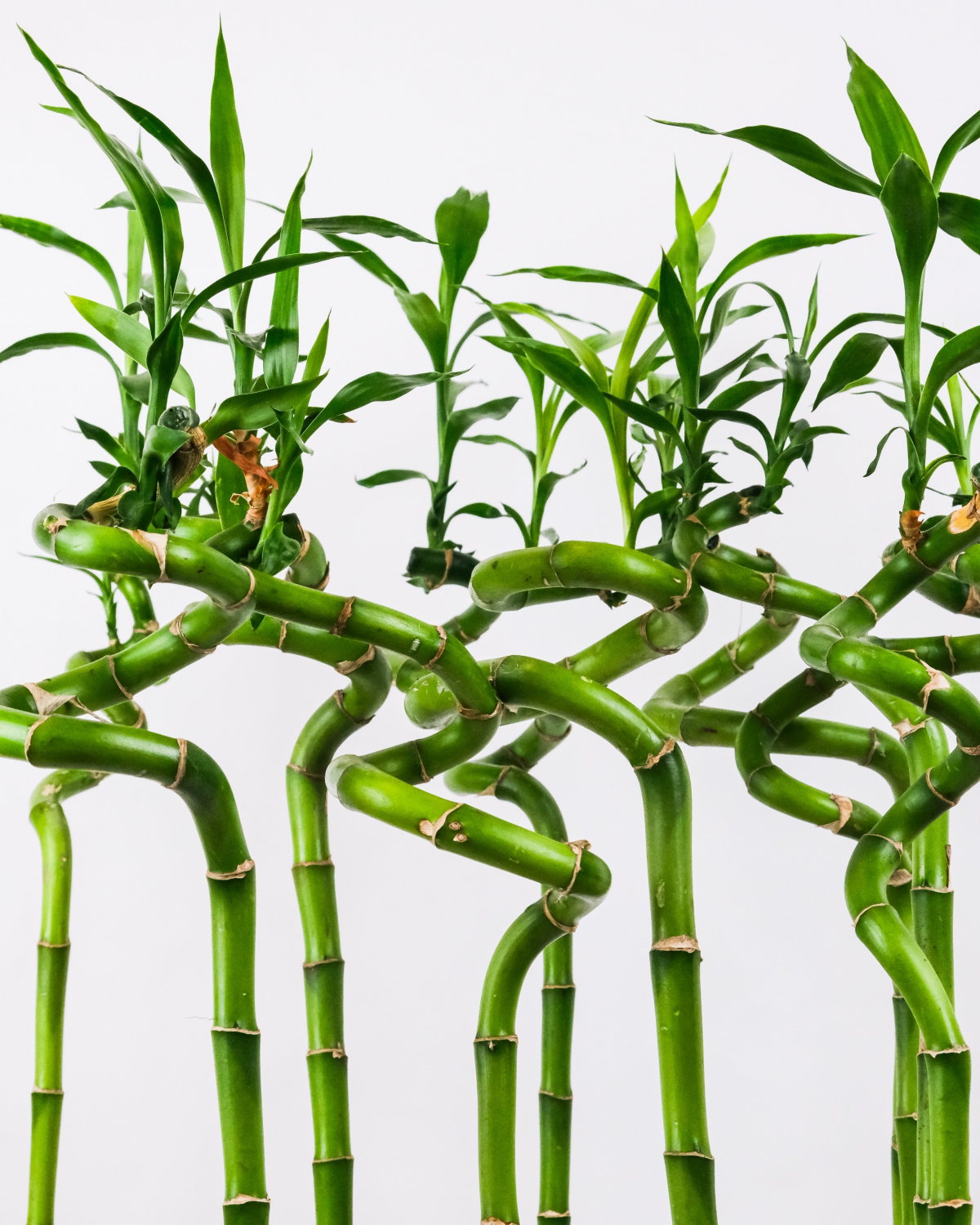 how to take care of a lucky bamboo plant