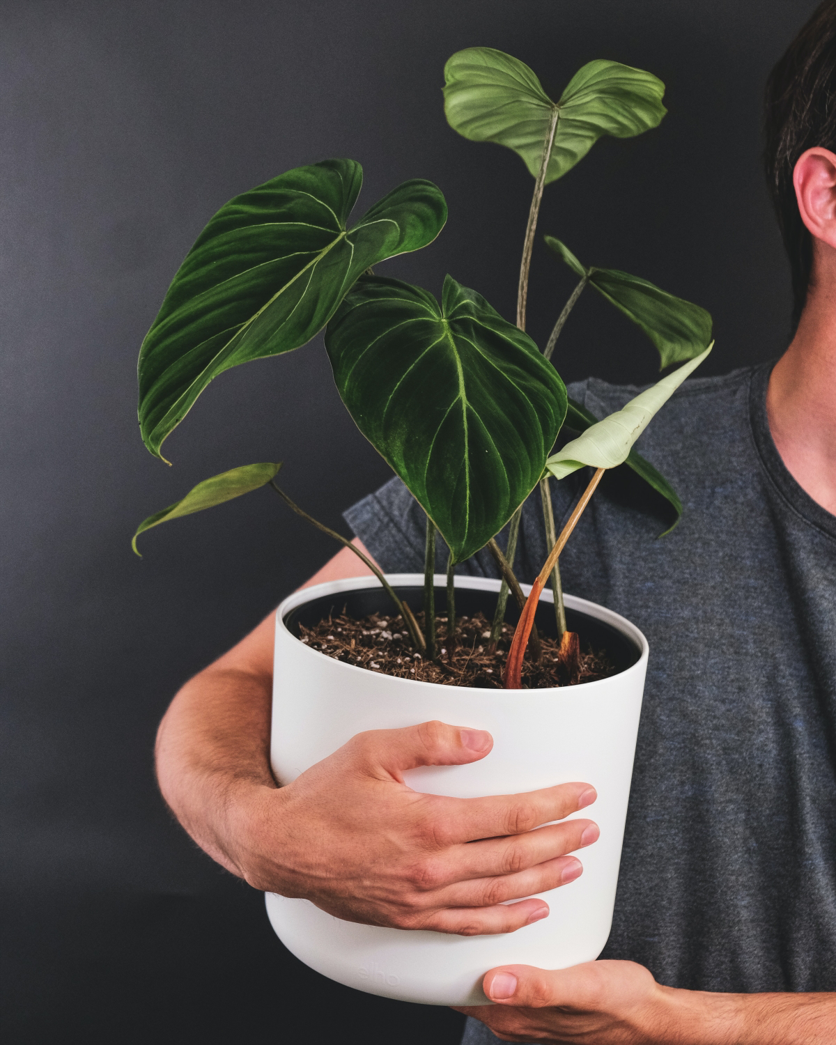 how to take care of philodendron gloriosum