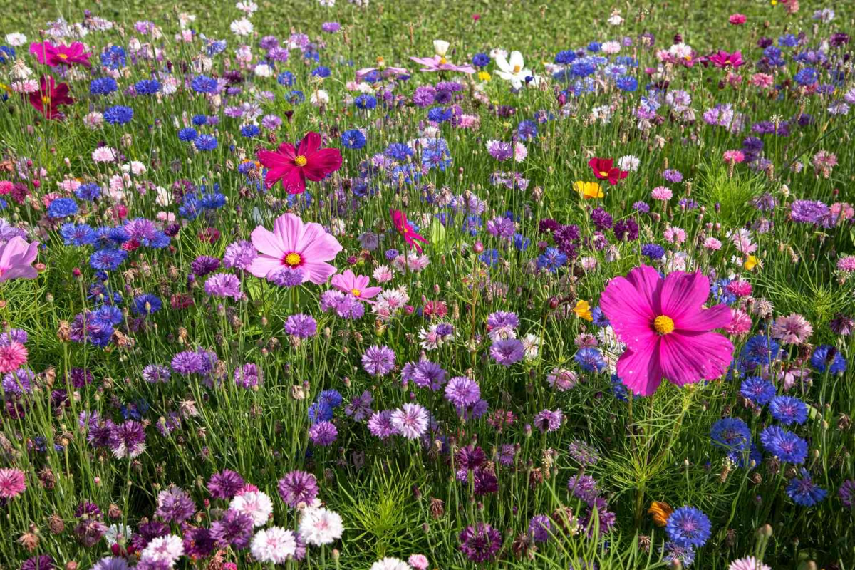 how to turn a lawn into a wildflower meadow