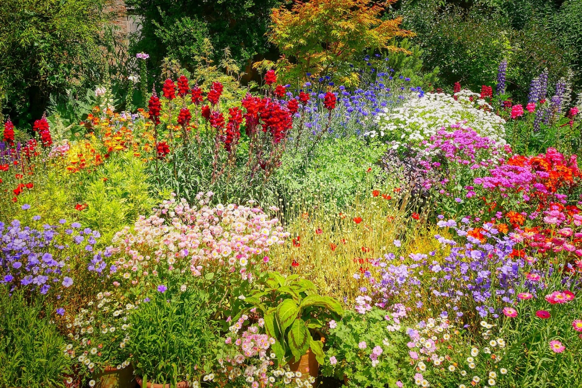 how to turn lawn into wildflower meadow