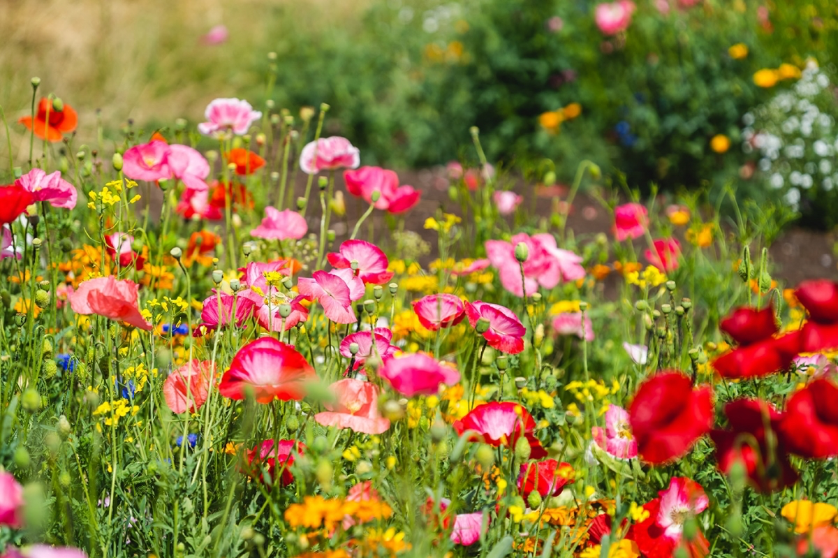 how to turn my lawn into a wildflower meadow