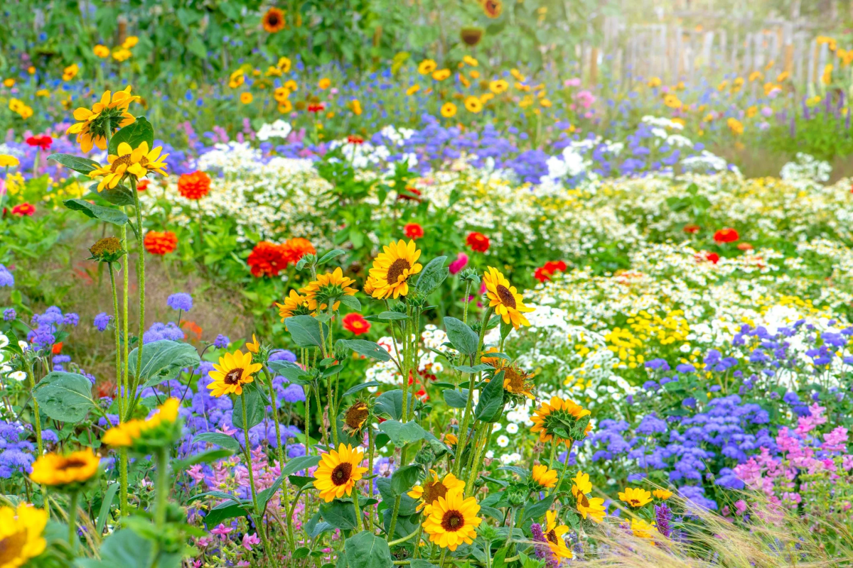 how to turn your lawn into a wildflower garden
