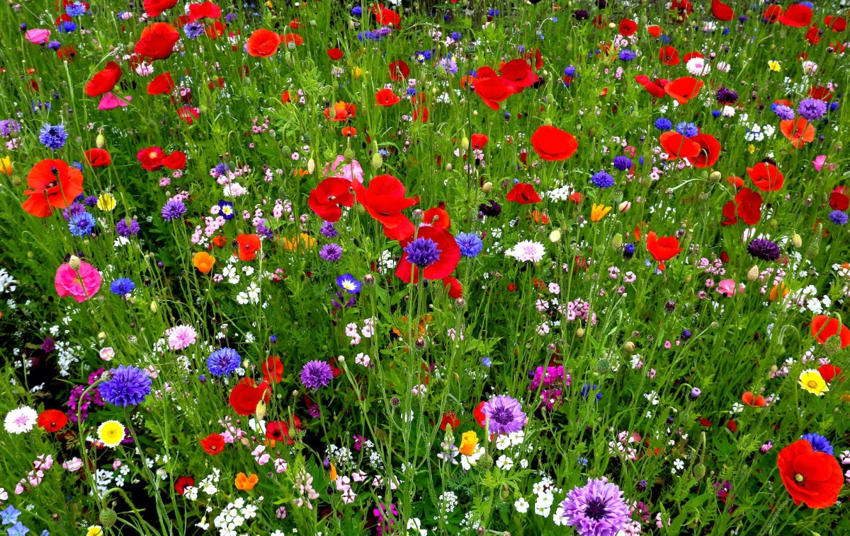 how to turn your lawn into a wildflower meadow