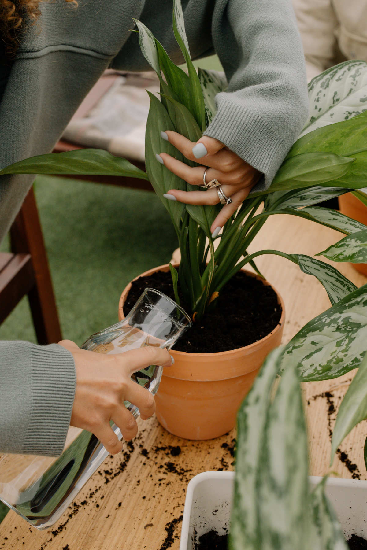 how to water aglaonema