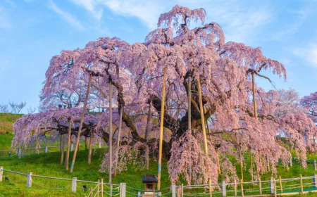 huge weeping pink cherry tree