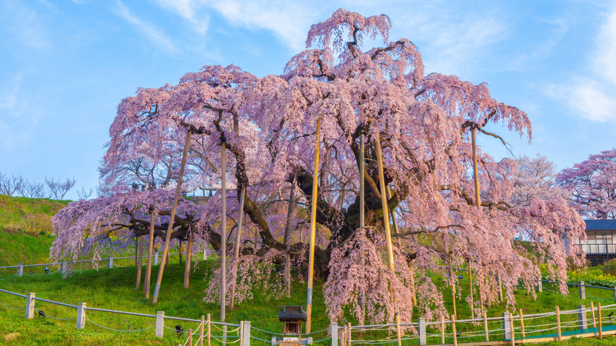 huge weeping pink cherry tree