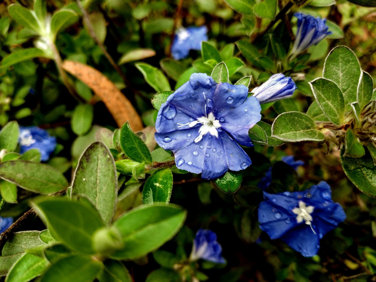 images of blue flowers