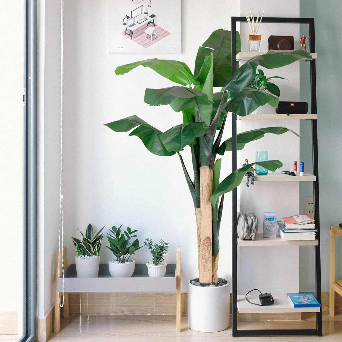 indoor banana tree plant