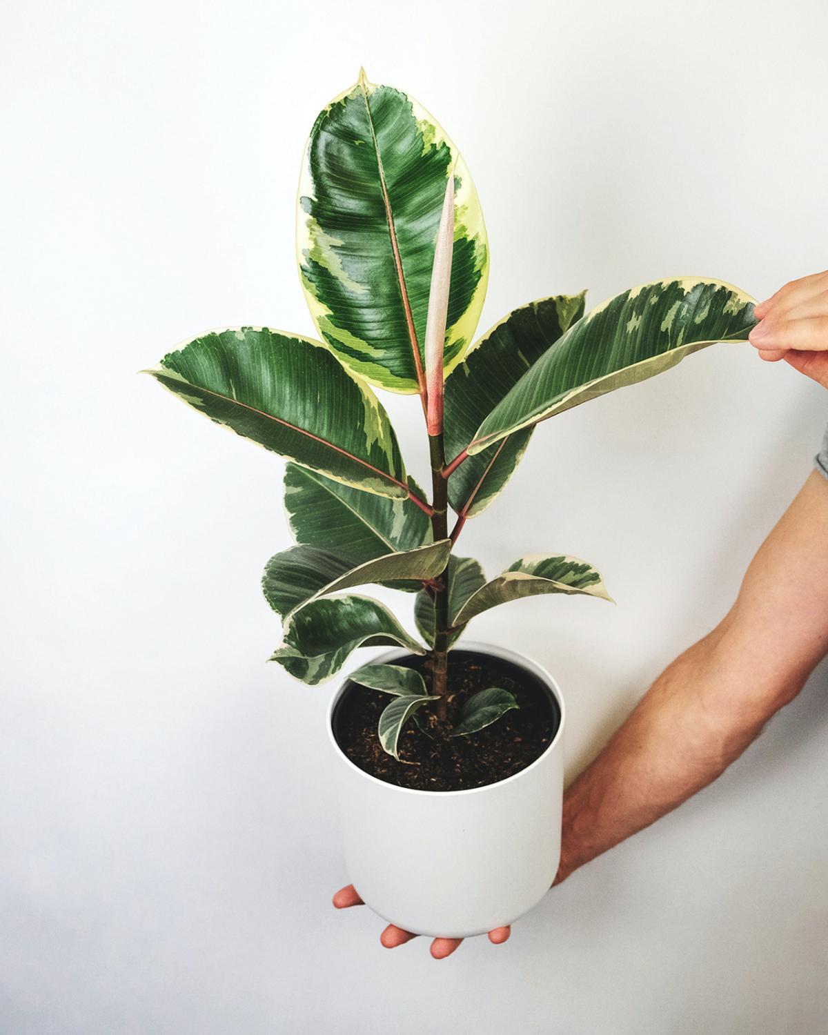 indoor ficus tree care